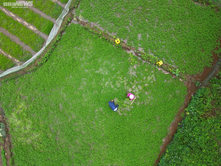 Dân thu tiền triệu mỗi ngày đầu năm nhờ 'rau sợ bẩn' trong giếng cổ ngàn năm - 1