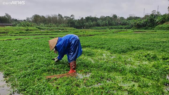 Dân thu tiền triệu mỗi ngày đầu năm nhờ 'rau sợ bẩn' trong giếng cổ ngàn năm - 2