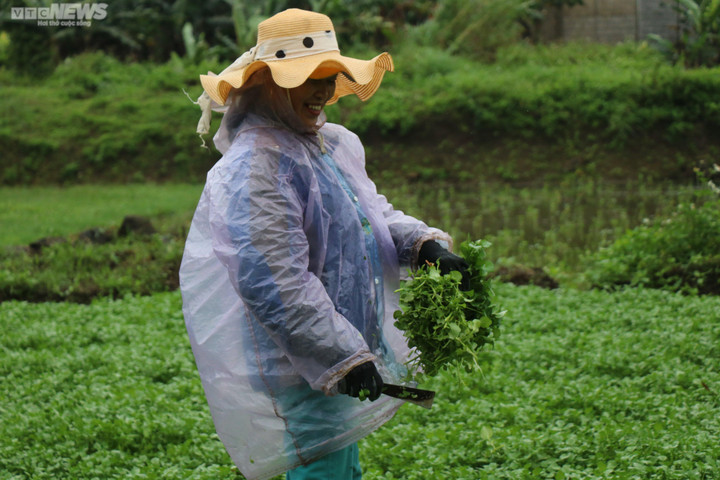 Dân thu tiền triệu mỗi ngày đầu năm nhờ 'rau sợ bẩn' trong giếng cổ ngàn năm - 6