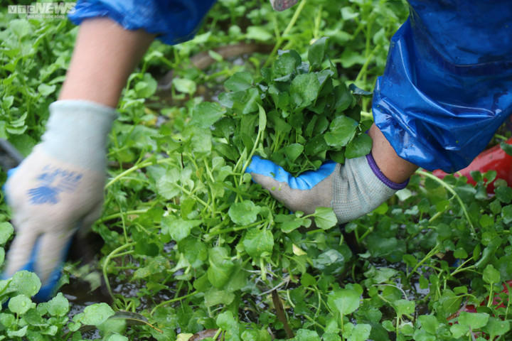 Dân thu tiền triệu mỗi ngày đầu năm nhờ 'rau sợ bẩn' trong giếng cổ ngàn năm - 9