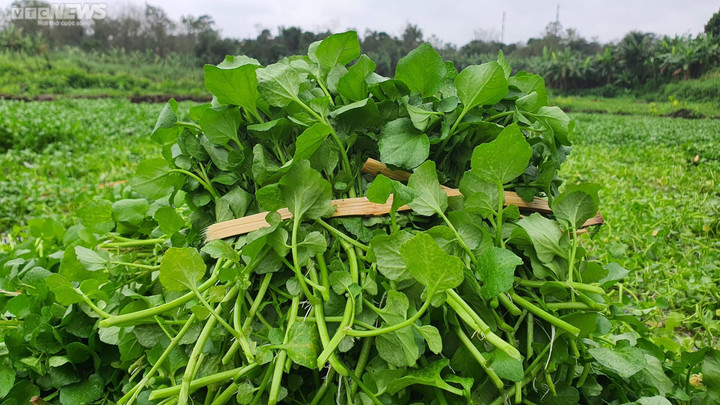Dân thu tiền triệu mỗi ngày đầu năm nhờ 'rau sợ bẩn' trong giếng cổ ngàn năm - 3