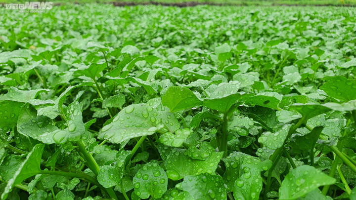 Dân thu tiền triệu mỗi ngày đầu năm nhờ 'rau sợ bẩn' trong giếng cổ ngàn năm - 4