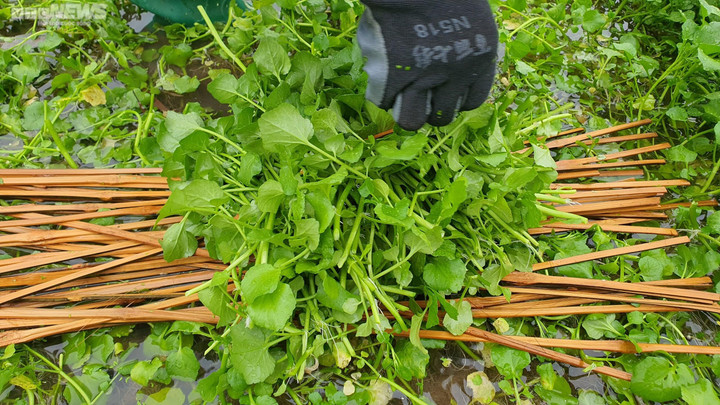 Dân thu tiền triệu mỗi ngày đầu năm nhờ 'rau sợ bẩn' trong giếng cổ ngàn năm - 8