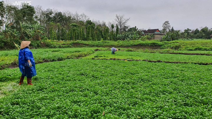 Dân thu tiền triệu mỗi ngày đầu năm nhờ 'rau sợ bẩn' trong giếng cổ ngàn năm - 7