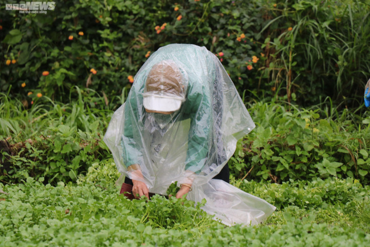 Dân thu tiền triệu mỗi ngày đầu năm nhờ 'rau sợ bẩn' trong giếng cổ ngàn năm - 5