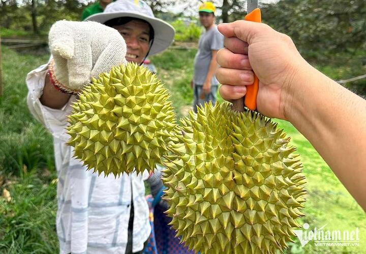 Thương lái ráo riết gom hàng đưa sang Trung Quốc, giá sầu riêng cao kỷ lục - 2