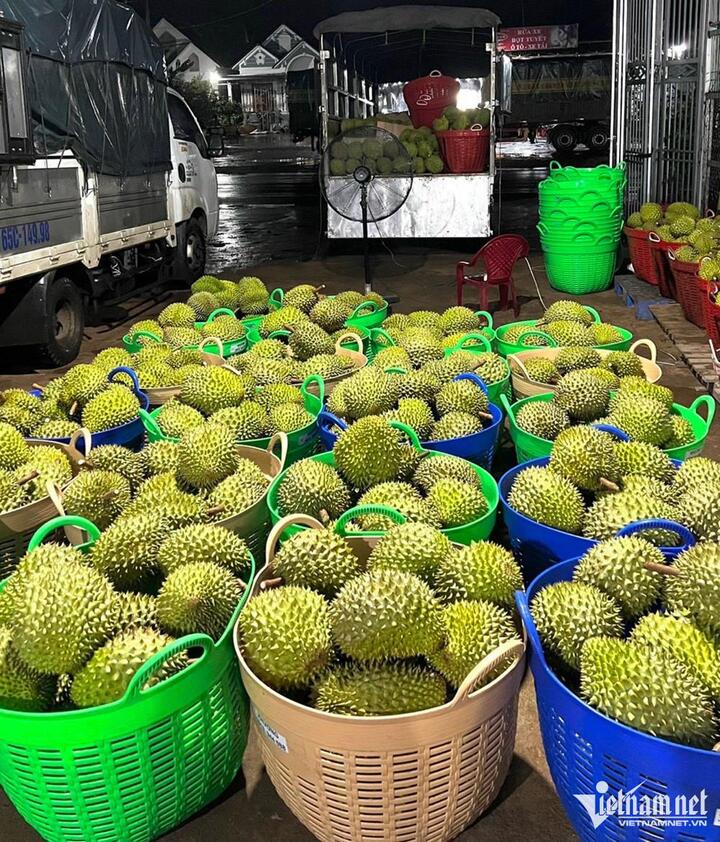 Thương lái ráo riết gom hàng đưa sang Trung Quốc, giá sầu riêng cao kỷ lục - 1