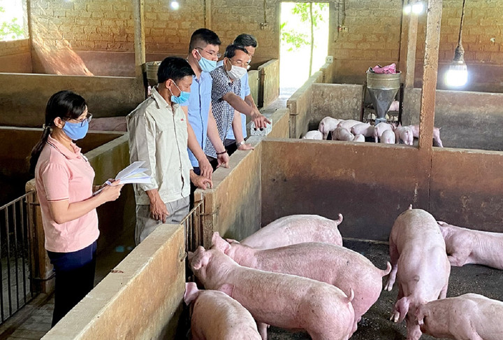 Giá heo hơi hôm nay 2/2: Tăng, giảm trái chiều - 2