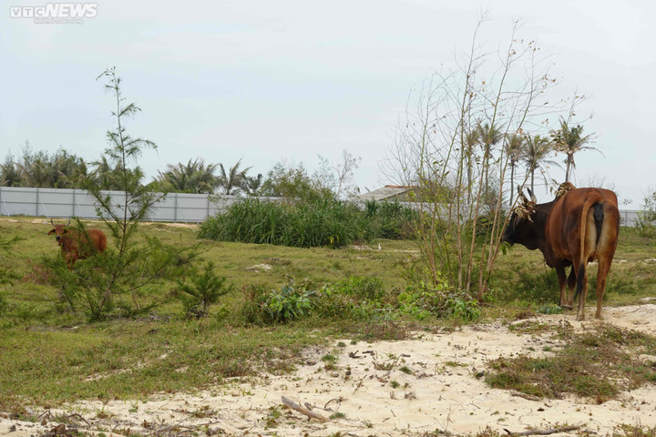 Phú Yên: Dự án du lịch được đầu tư hơn 18.000 tỷ 'treo' gần 14 năm - 3