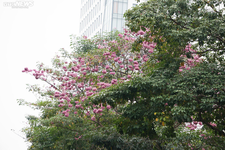 Kèn hồng nở rộ, nhuộm thắm nhiều tuyến đường ở TP.HCM - 7