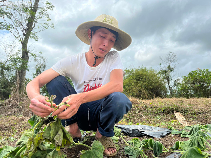 Nông dân bật khóc khi gần 500 gốc bầu sắp ra trái bị kẻ ác cắt tận gốc - 1