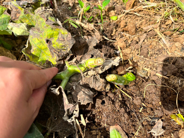 Nông dân bật khóc khi gần 500 gốc bầu sắp ra trái bị kẻ ác cắt tận gốc - 2