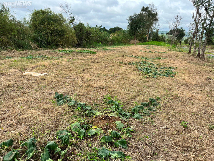 Nông dân bật khóc khi gần 500 gốc bầu sắp ra trái bị kẻ ác cắt tận gốc - 3