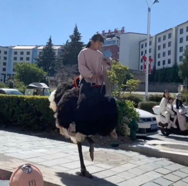 Cưỡi đà điểu đi học, cô bé khiến bạn bè 'lác mắt' - 1