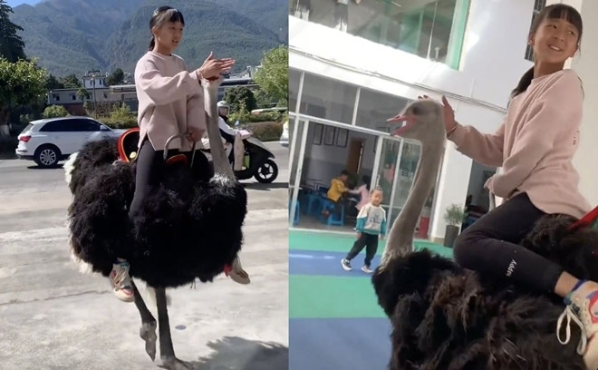 Cưỡi đà điểu đi học, cô bé khiến bạn bè 'lác mắt' - 2