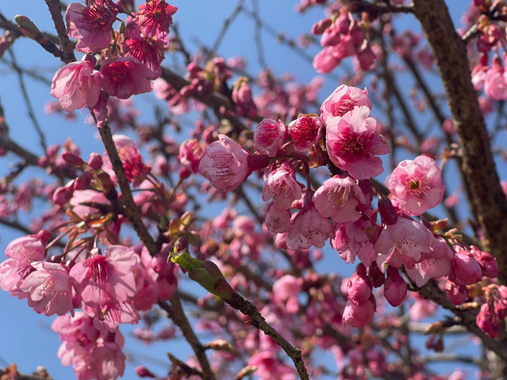 Du khách đổ về Sun World Fansipan Legend ngắm hoa, dự hội xuân - 2