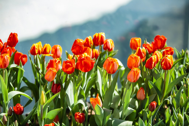 Du khách đổ về Sun World Fansipan Legend ngắm hoa, dự hội xuân - 3