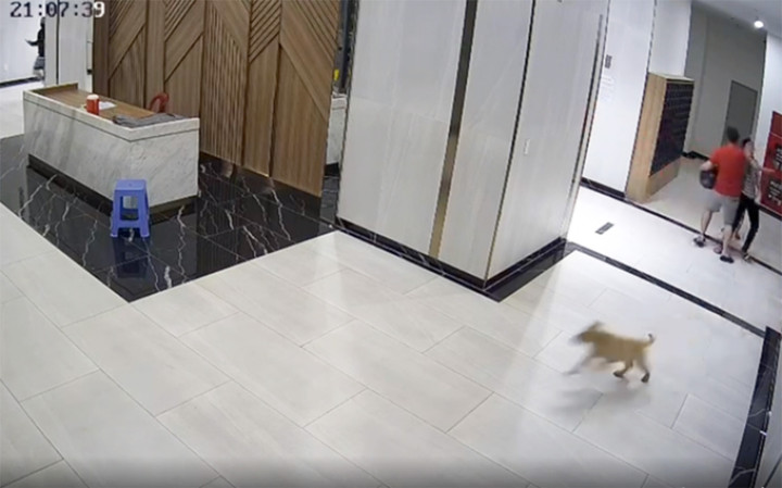 Củng cố hồ sơ vụ người cha bị hành hung vì bảo vệ con khỏi chó không rọ mõm - 1