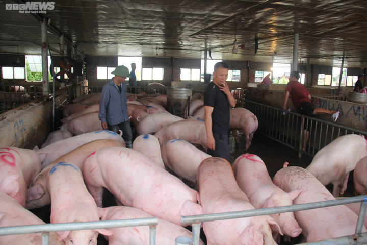 Giá heo hơi hôm nay 7/2: Ổn định ở mức thấp - 1