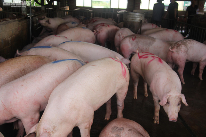 Giá heo hơi hôm nay 7/2: Ổn định ở mức thấp - 2