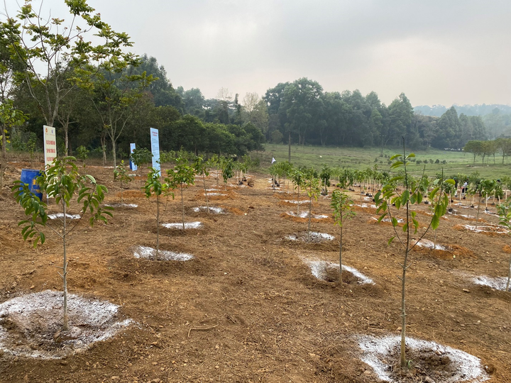 Phát động Tết trồng cây 'Đời đời nhớ ơn Bác Hồ' - 2