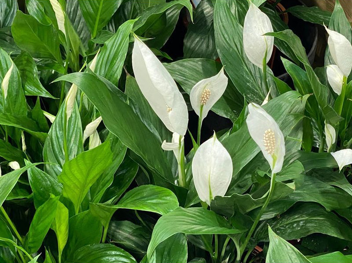 Mẹo chống nồm: Sử dụng 9 loại cây hút ẩm hiệu quả - 2