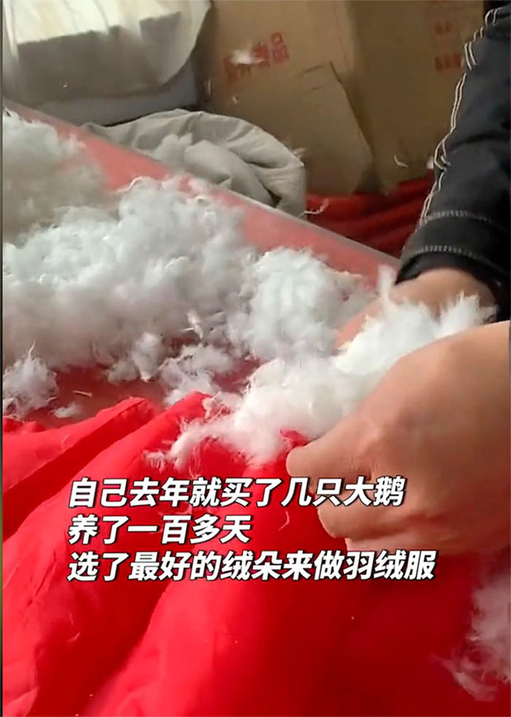 Người đàn ông nuôi cả đàn ngỗng chỉ để may áo khoác tặng vợ - 1