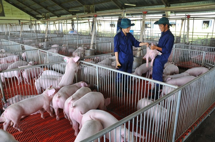 Giá heo hơi hôm nay 10/2: Biến động trái chiều - 2