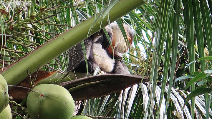 Phú Yên: 3 con voọc chà vá chân xám quý hiếm thường xuyên vào chùa 'xin ăn' - 2