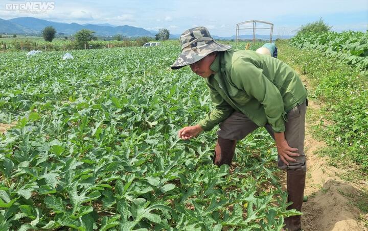 Kiếm bộn tiền nhờ bán dưa hấu non bỏ đi - 7