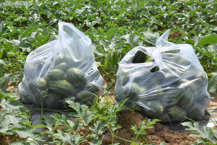 Kiếm bộn tiền nhờ bán dưa hấu non bỏ đi - 8