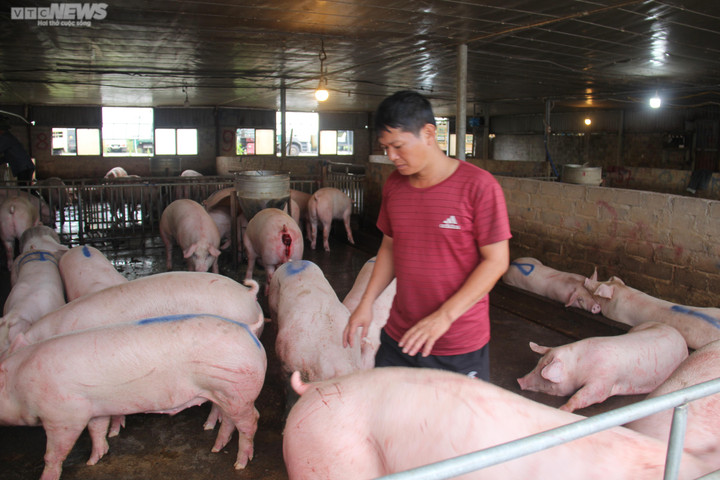 Giá heo hơi hôm nay 11/2: Tăng, giảm trái chiều ở nhiều địa phương - 2