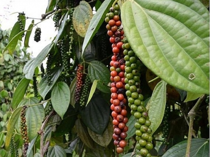 Giá tiêu hôm nay 13/2: Ổn định ở mức 59.000 - 62.000 đồng/kg - 1