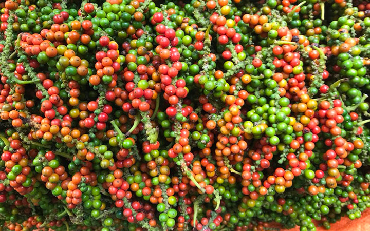 Giá tiêu hôm nay 14/2: Đi ngang, cao nhất ở mức 62.000 đồng/kg - 1