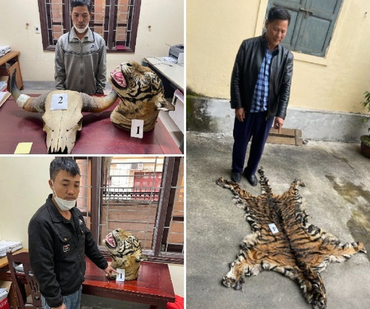 Khởi tố 3 kẻ mua bán 9 bộ da hổ và một cặp sừng trâu rừng - 1