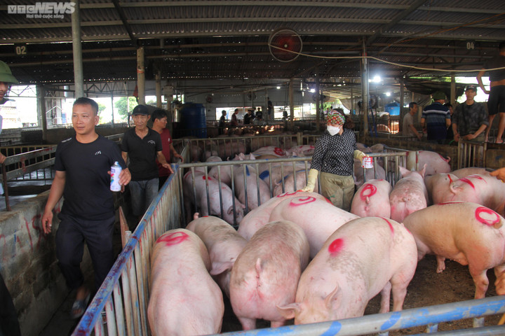 Giá heo hơi hôm nay 14/2: Đi ngang trên diện rộng, thị trường lặng sóng - 1