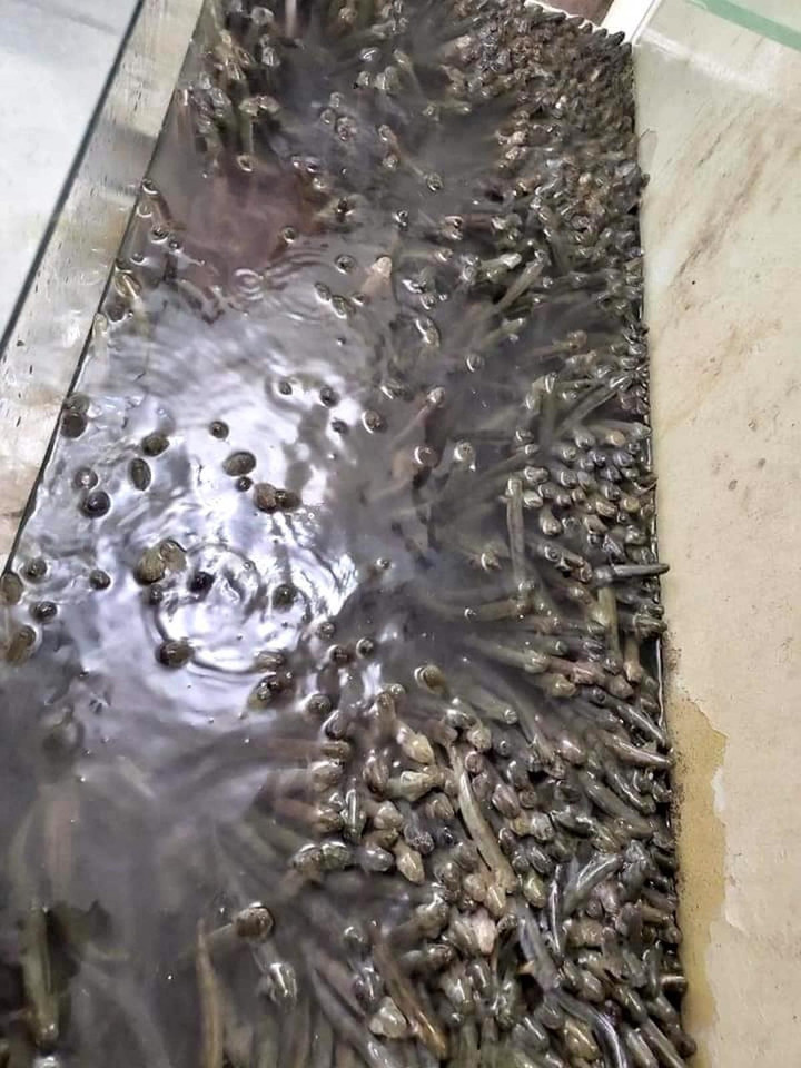 Cá kèo tăng giá chóng mặt, dân nuôi không có mà bán - 2