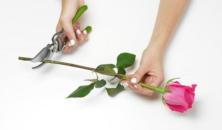 7 mẹo giữ hoa tươi lâu rất dễ thực hiện - 1