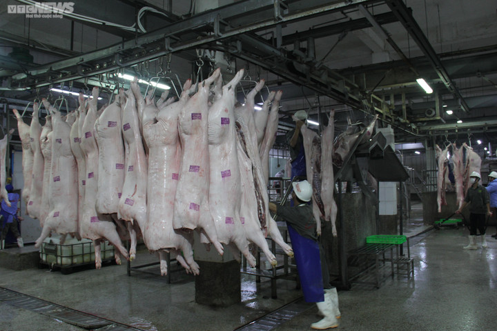 Giá heo hơi hôm nay 16/2: Giảm đồng loạt trên cả nước - 2