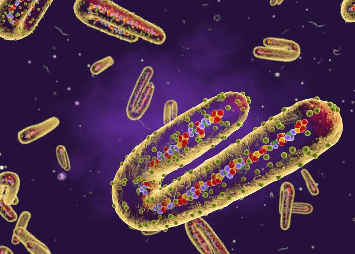 Thêm quốc gia phát hiện ca nghi nhiễm virus Marburg - 1