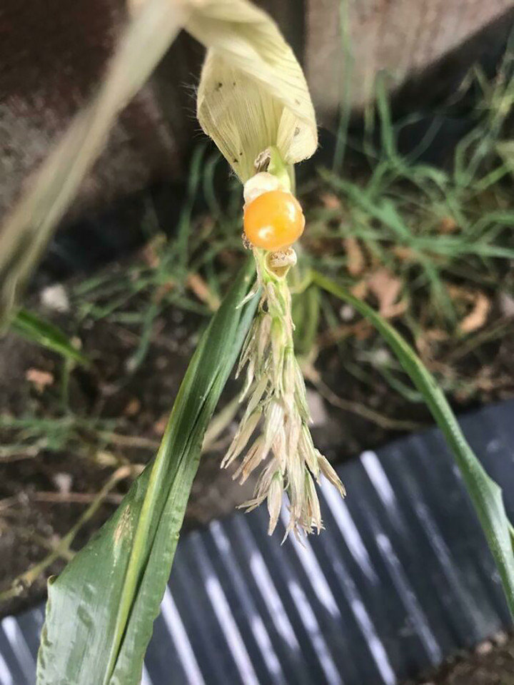 Loạt ảnh chứng minh không phải ai cũng có thể 'về quê nuôi cá và trồng thêm rau' - 3