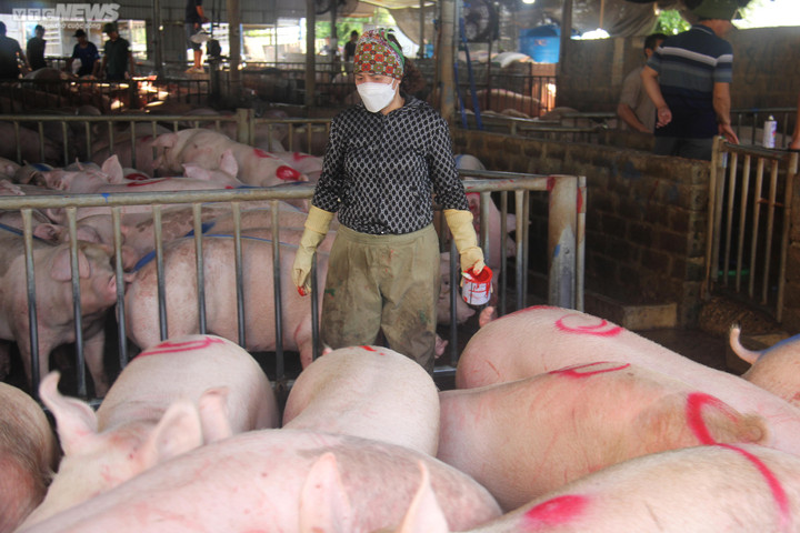 Giá heo hơi hôm nay 19/2: Duy trì ổn định trong cả nước - 1