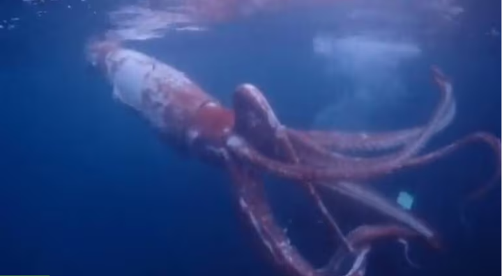 Người đàn ông hốt hoảng vì đụng độ mực khổng lồ khi đang lặn - 1