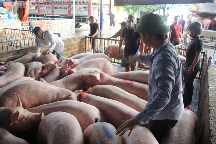 Giá heo hơi hôm nay 23/2: Đứng yên, duy trì mức thấp - 1