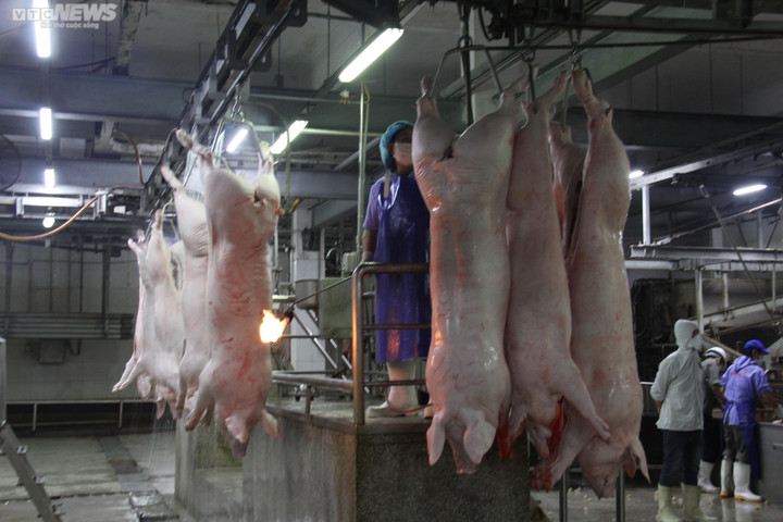 Giá heo hơi hôm nay 23/2: Đứng yên, duy trì mức thấp - 2