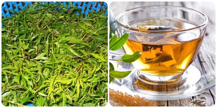Uống nước lá đinh lăng tươi có tác dụng gì? - 1