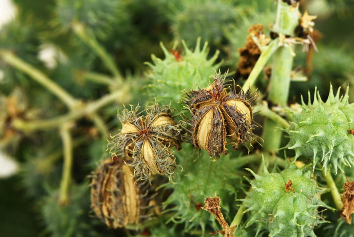 Lạ lùng khu vườn độc hại có thể làm chết người nhưng luôn nườm nượp khách - 7