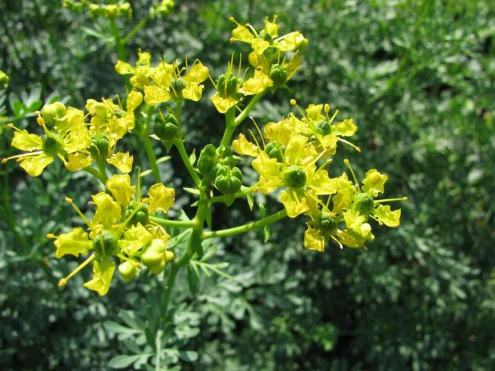 Lạ lùng khu vườn độc hại có thể làm chết người nhưng luôn nườm nượp khách - 8