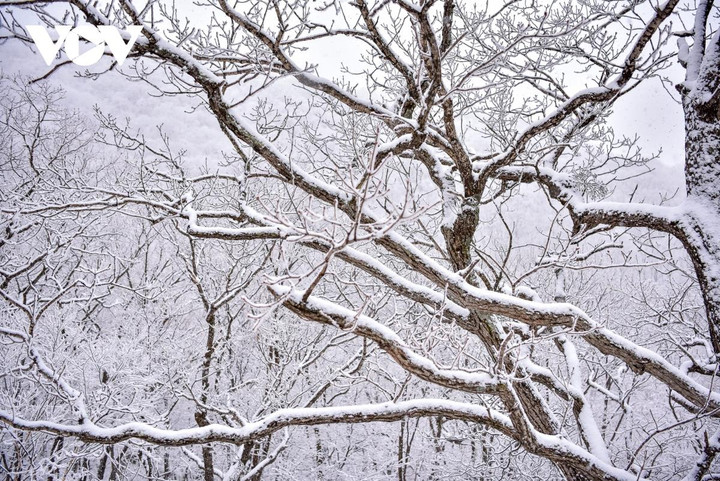 Cảnh diễm lệ của mùa đông Gangwon, Hàn Quốc khiến du khách đắm say - 9