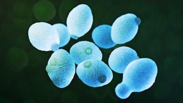 Phát hiện loại gene mới liên quan khả năng kháng độc tố - 1